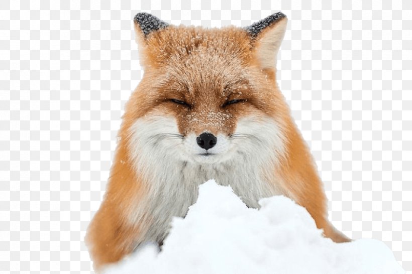 Arctic Fox Red Fox Winter, PNG, 850x566px, Arctic Fox, Animal, Arctic, Arctic Circle, Carnivoran Download Free