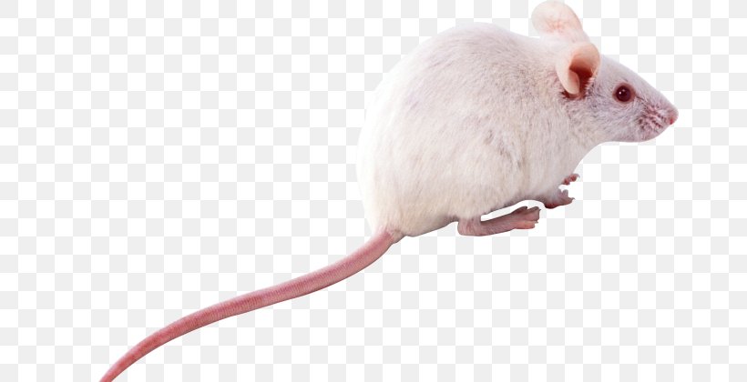 Computer Mouse, PNG, 670x420px, Computer Mouse, Gerbil, Mammal, Mouse, Muridae Download Free