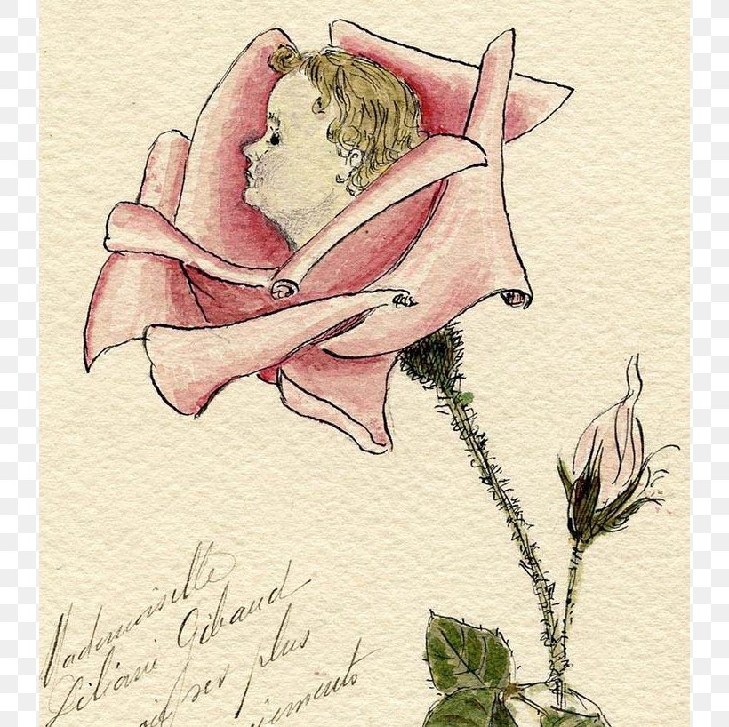 Rosaceae Drawing /m/02csf Rose, PNG, 818x818px, Rosaceae, Art, Arts, Artwork, Creative Arts Download Free