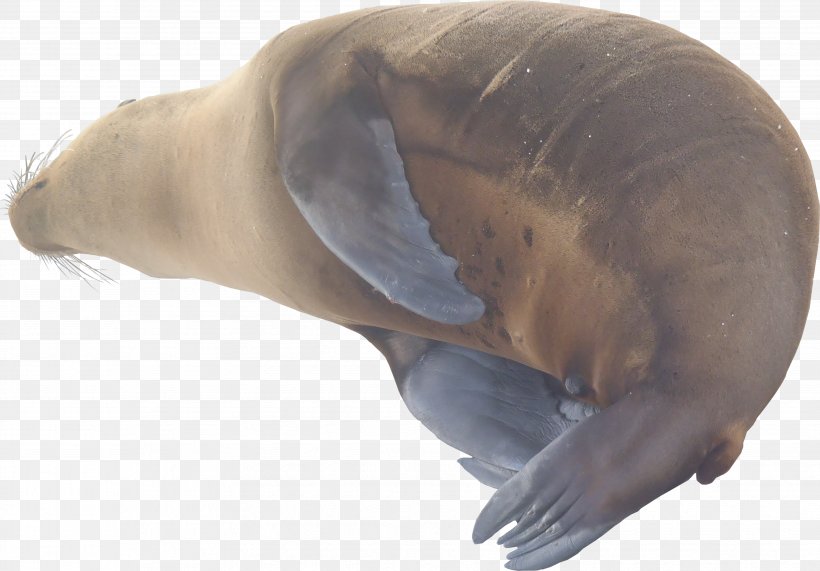 Sea Lion Walrus Marine Mammal Texture Mapping Pinniped, PNG, 3662x2554px, 3d Computer Graphics, Sea Lion, Animal, Aquatic Animal, Australian Sea Lion Download Free