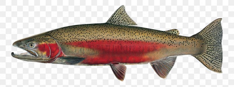 University Of Idaho Rainbow Trout Salmon Fish, PNG, 1024x384px, University Of Idaho, Angling, Arctic Char, Bonyfish, Chinook Salmon Download Free