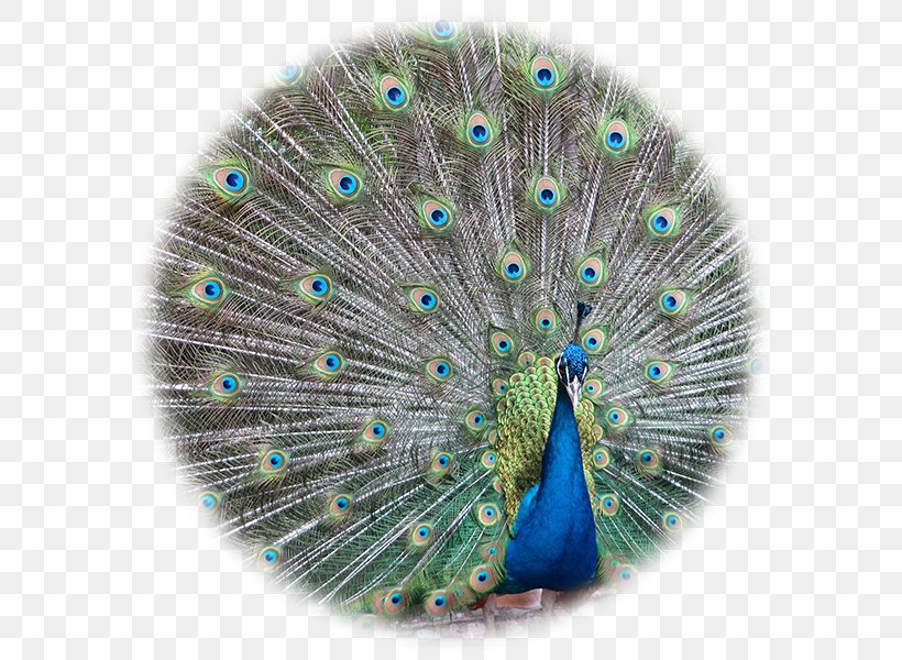 Bird Asiatic Peafowl Pavo Feather Stock Photography, PNG, 600x600px, Bird, Asiatic Peafowl, Color, Feather, Galliformes Download Free
