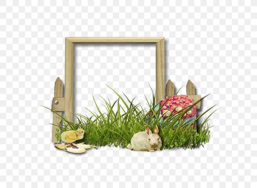 Floral Design Picture Frames Grasses Flower, PNG, 800x600px, Floral Design, Family, Flower, Grass, Grass Family Download Free