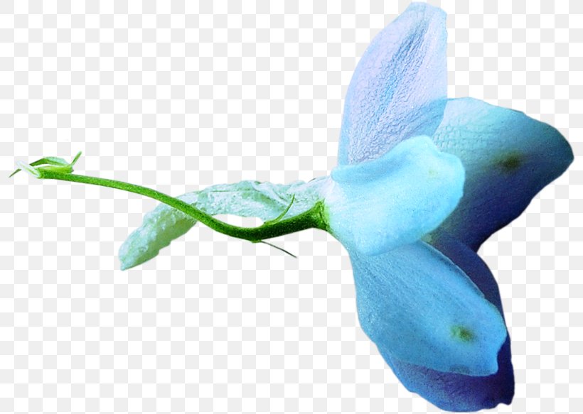 Flower Blue Pollinator Clip Art, PNG, 800x583px, Flower, Blue, Color, Mammal, Marine Mammal Download Free