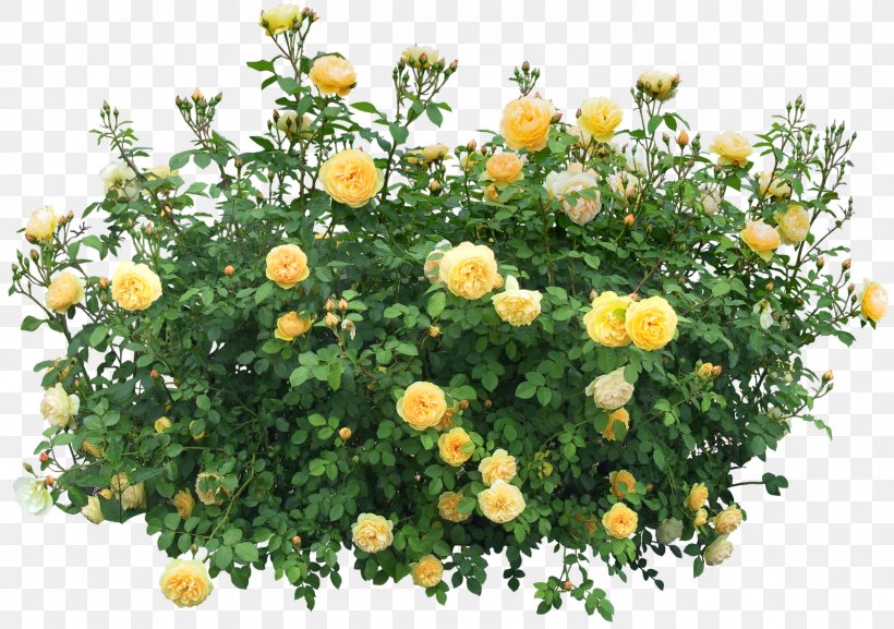 Shrub Flower Rose Clip Art, PNG, 1600x1126px, Shrub, Annual Plant, Chrysanths, Flower, Flower Garden Download Free
