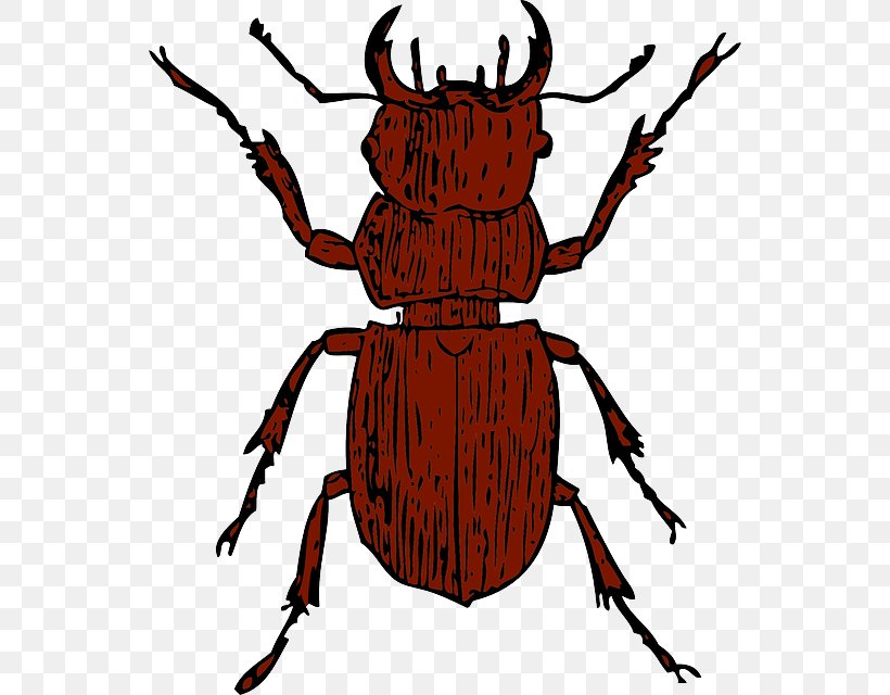Stag Beetle Clip Art, PNG, 546x640px, Beetle, Arthropod, Artwork, Cardinal Beetle, Dung Beetle Download Free