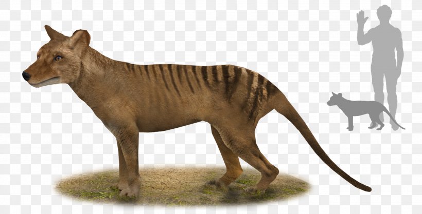 Tiger Thylacine Tasmania Thylacinus Potens Australia, PNG, 2626x1336px, Tiger, Animal, Animal Figure, Australia, Big Cats Download Free