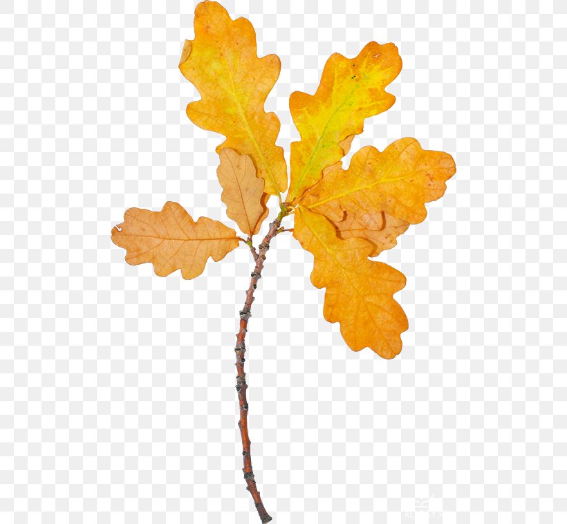 Autumn Leaf Color Autumn Leaf Color Clip Art, PNG, 500x758px, Leaf, Autumn, Autumn Leaf Color, Branch, Flowering Plant Download Free