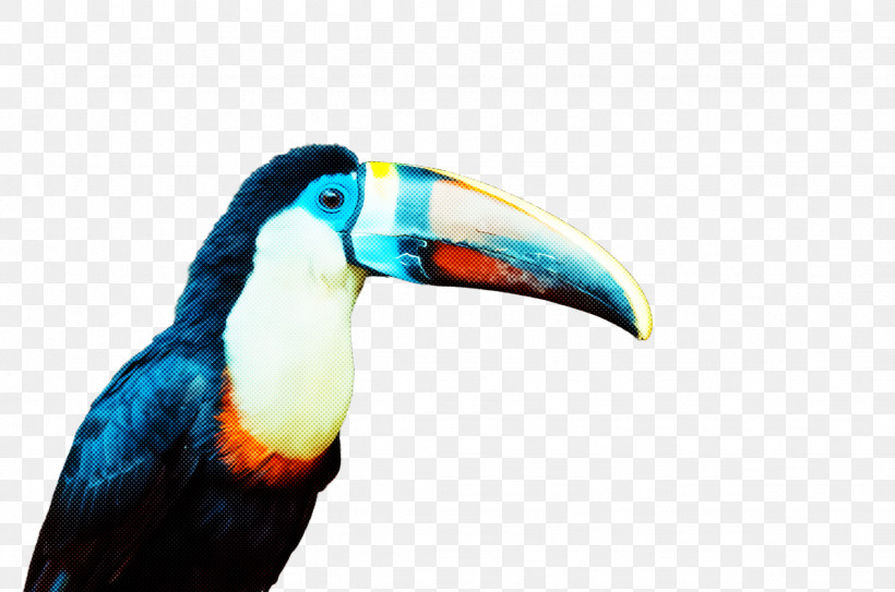Bird Toucan Beak Piciformes Hornbill, PNG, 2456x1628px, Bird, Beak, Hornbill, Piciformes, Toucan Download Free