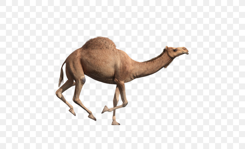 Camel Camelid Arabian Camel Animal Figure Wildlife, PNG, 500x500px, Camel, Animal Figure, Arabian Camel, Bactrian Camel, Camelid Download Free