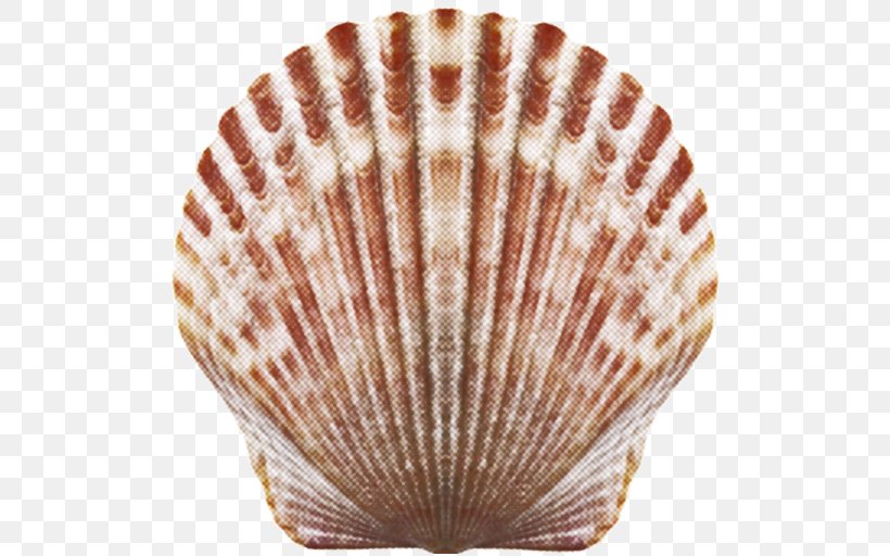 Cockle Seashell Download, PNG, 512x512px, Cockle, Clam, Clams Oysters Mussels And Scallops, Conchology, Data Download Free
