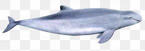 Dolphin - Irrawaddy Dolphin Australian Snubfin Dolphin Porpoise Irrawaddy River Common Bottlenose Dolphin PNG