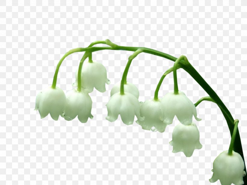 Lily Of The Valley Plant Stem Photography, PNG, 1360x1020px, Watercolor, Cartoon, Flower, Frame, Heart Download Free