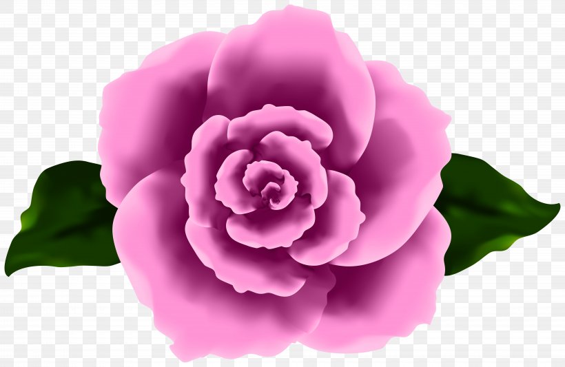 Pink Flower Cartoon, PNG, 8000x5206px, Cabbage Rose, Blue Rose, Camellia, Floribunda, Flower Download Free