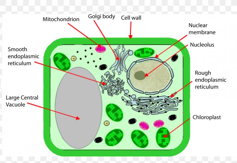 Plant Cell Cell Wall Chloroplast Organelle, PNG, 1200x831px, Watercolor, Cartoon, Flower, Frame, Heart Download Free