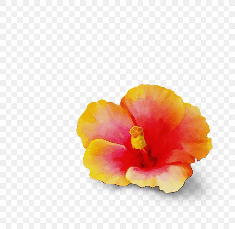 Watercolor Flower Background, PNG, 800x800px, Watercolor, Earl Grey Tea, Flower, Flowering Tea, Ginger Download Free
