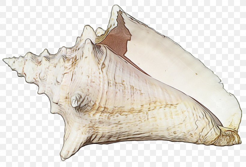 Wind Cartoon, PNG, 1471x1000px, Conch, Bivalve, Clam, Cockle, Conchology Download Free