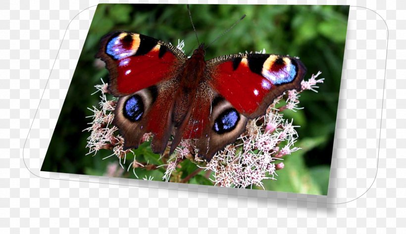 Brush-footed Butterflies Butterfly Inachis Io, PNG, 1297x749px, Brushfooted Butterflies, Brush Footed Butterfly, Butterfly, Inachis, Inachis Io Download Free