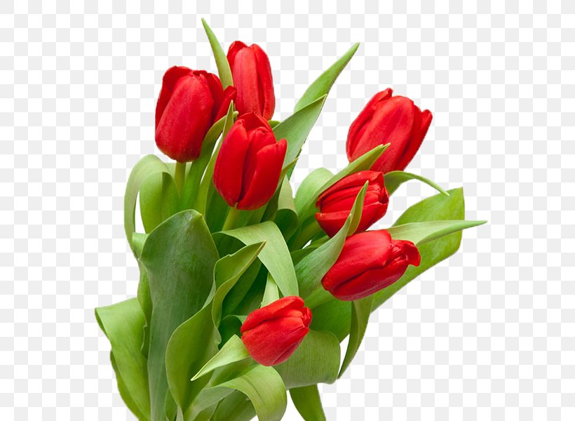 Saint Petersburg Tulip Stock Photography Flower Bouquet, PNG, 600x600px, Saint Petersburg, Birthday, Bud, Bulb, Cut Flowers Download Free