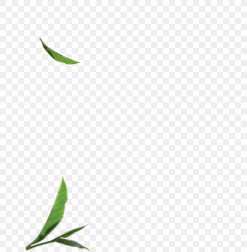 Twig Green Graphics Plant Stem Leaf, PNG, 1900x1938px, Twig, Branch, Grass, Green, Leaf Download Free