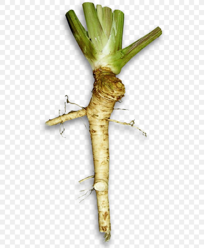 Horseradish Japanese Cuisine Wasabi Spice Herb, PNG, 518x994px, Horseradish, Allspice, Armoracia, Cabbage Family, Caraway Download Free