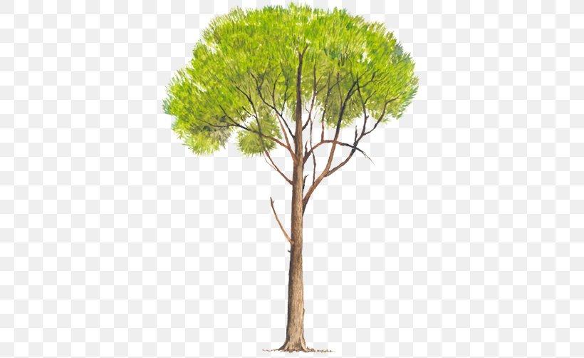 Pinus Radiata Pinus Elliottii Tree Pinus Pseudostrobus Pinus Patula, PNG, 750x502px, Pinus Radiata, Bark, Branch, Chestnut, Crown Download Free