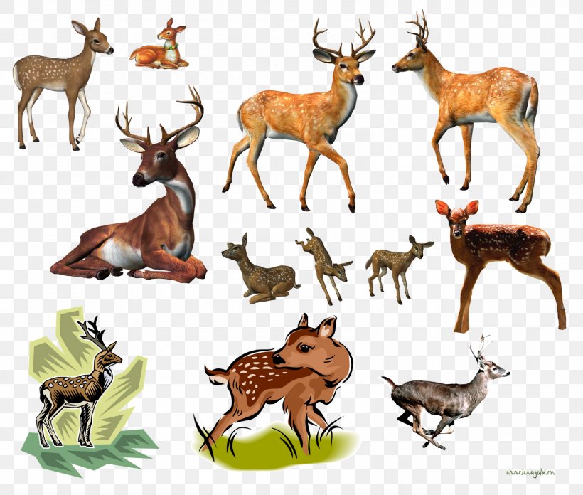 Reindeer White-tailed Deer Elk Musk Deer, PNG, 1600x1360px, Deer, Animal Figure, Antelope, Antler, Digital Image Download Free