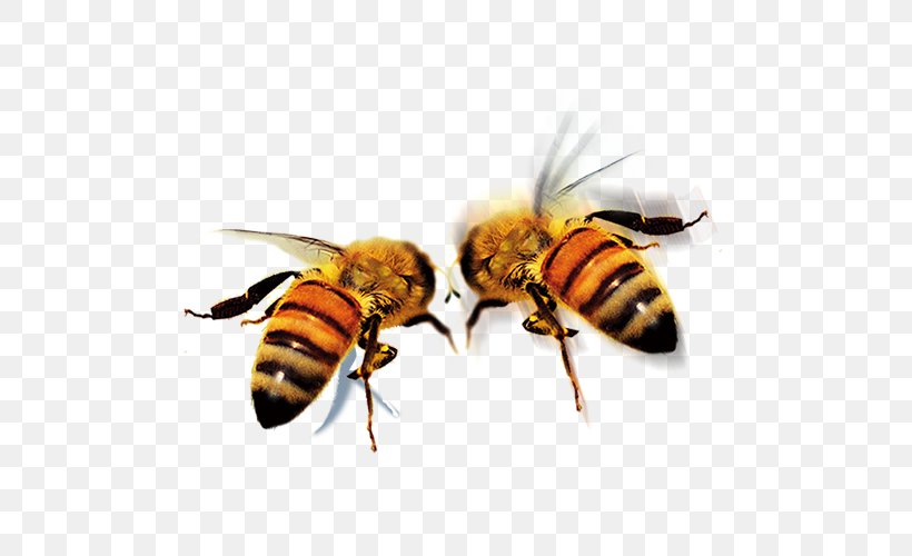 Apidae Queen Bee Icon, PNG, 500x500px, Apidae, Arthropod, Bee, Honey Bee, Hornet Download Free