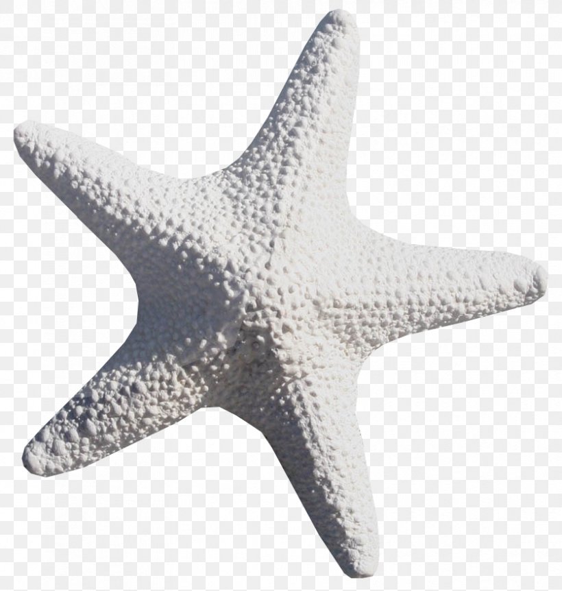 Starfish Sea, PNG, 836x879px, Starfish, Adobe Flash, Animal, Description, Echinoderm Download Free