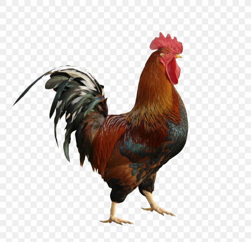 Chicken Rooster Stock.xchng Broiler Image, PNG, 1410x1362px, Chicken, Beak, Bird, Broiler, Cockfight Download Free