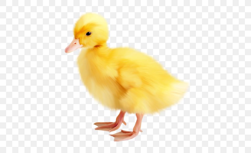 Easter Duck, PNG, 500x500px, Easter, Beak, Bird, Chicken, Duck Download Free