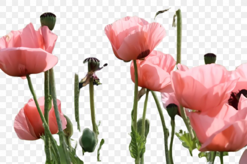 Lily Flower Cartoon, PNG, 2448x1632px, Poppy Flower, Anemone, Bloom, Blossom, Bud Download Free