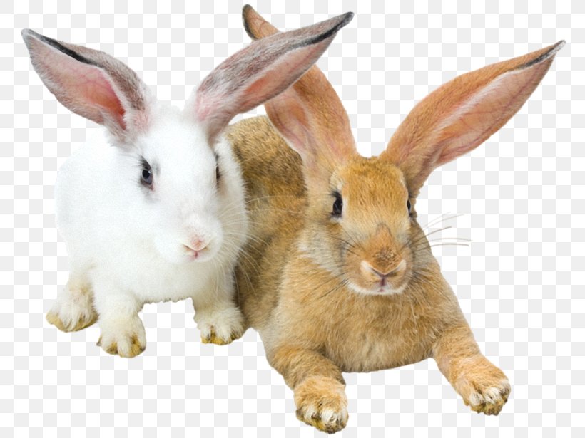 Domestic Rabbit Animal Clip Art, PNG, 780x615px, Domestic Rabbit, Animal, Domestic Pig, Fauna, Hare Download Free