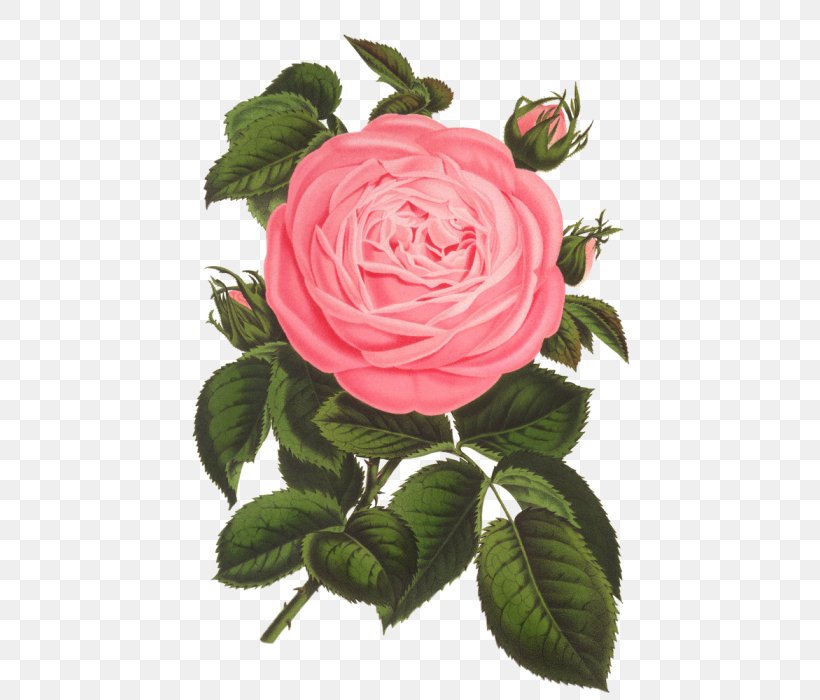 Floral Design Printmaking Art Rose Vintage Print, PNG, 700x700px, Floral Design, Antique, Art, Botanical Illustration, Cut Flowers Download Free