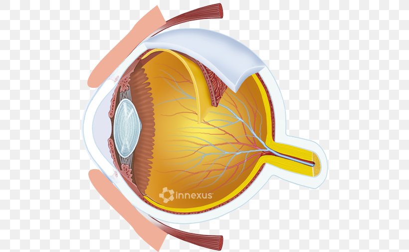 Human Eye Eye Care Professional Light Visual Perception, PNG, 500x505px, Human Eye, Ball, Eye, Eye Care Professional, Light Download Free