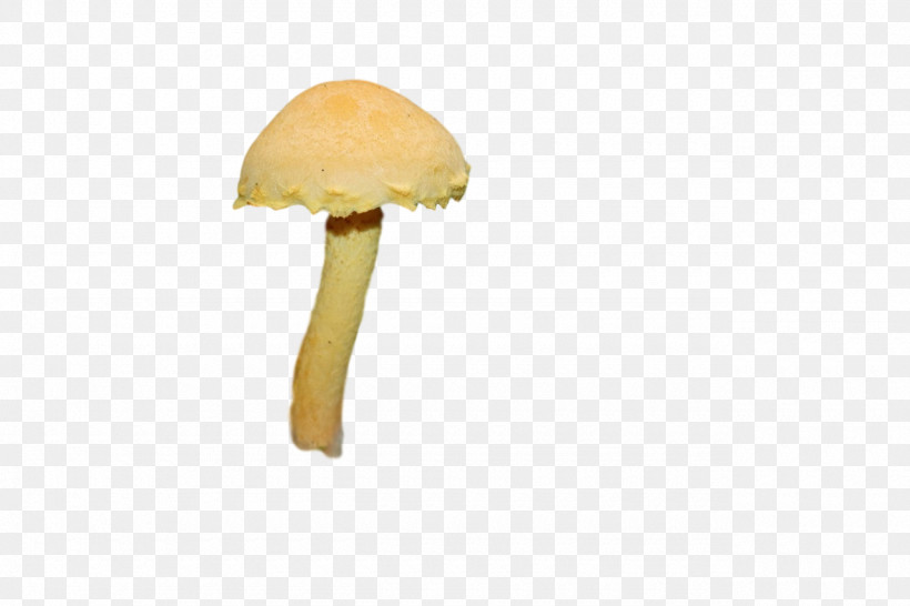 Mushroom, PNG, 1280x853px, Mushroom Download Free