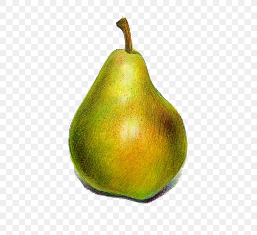 Pyrus Xd7 Bretschneideri European Pear Cartoon, PNG, 564x752px, Pyrus Xd7 Bretschneideri, Caricature, Cartoon, Drawing, European Pear Download Free