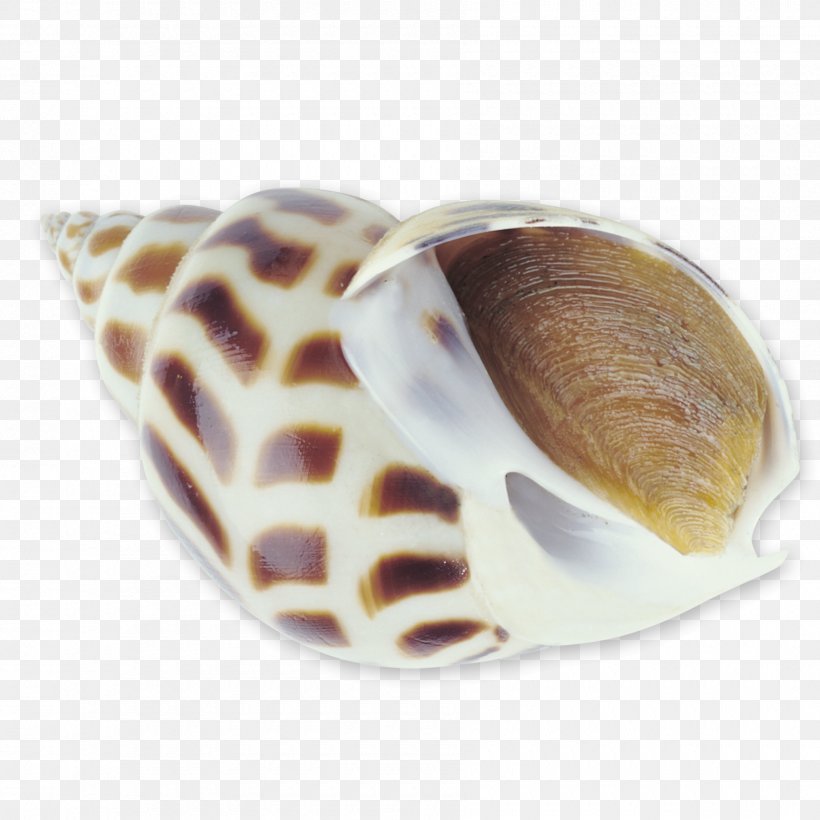 Sea Snail Seafood Seashell, PNG, 1800x1800px, Snail, Advertising, Clams Oysters Mussels And Scallops, Conch, Conchology Download Free