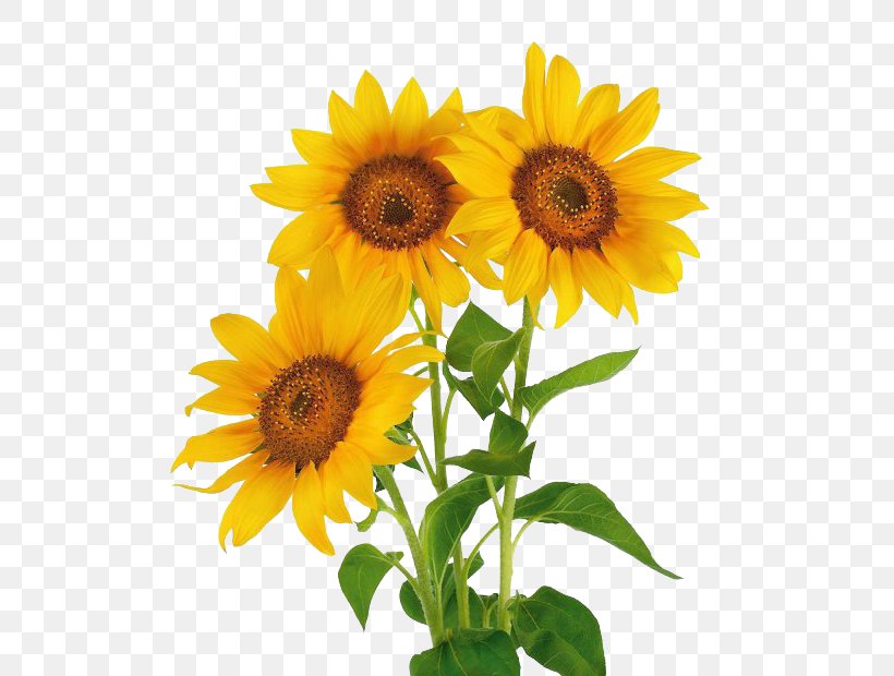 Stock Photography Common Sunflower Vase With Three Sunflowers, PNG, 620x620px, Stock Photography, Annual Plant, Common Sunflower, Cut Flowers, Daisy Family Download Free