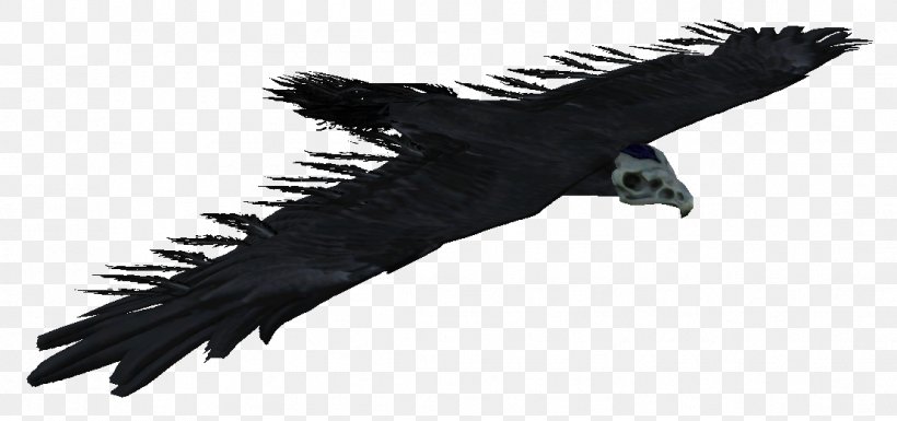 Condor The Elder Scrolls V: Skyrim Bird Hawk Eagle, PNG, 1109x521px, Condor, Accipitriformes, Beak, Bird, Bird Of Prey Download Free