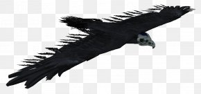 Bird - Condor The Elder Scrolls V: Skyrim Bird Hawk Eagle PNG