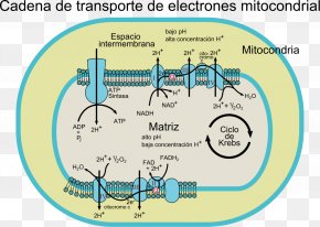 28 May - Electron Transport Chain Coenzyme Q â€“ Cytochrome C Reductase Mitochondrion Cytochrome C Oxidase PNG