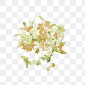 Cabbage - Leaf Vegetable PNG