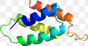 Line - Line Organism Clip Art PNG