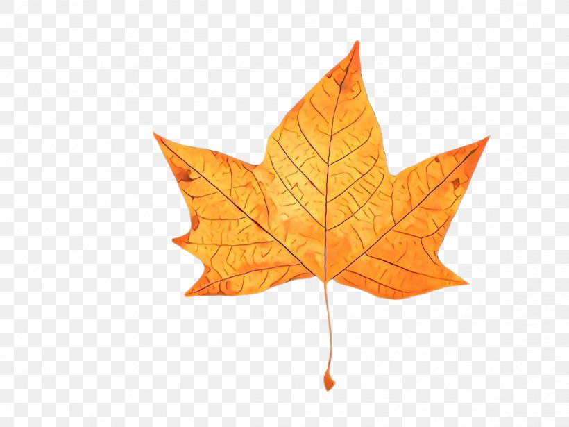 Maple Leaf, PNG, 2307x1732px, Cartoon, Black Maple, Deciduous, Leaf, Maple Leaf Download Free