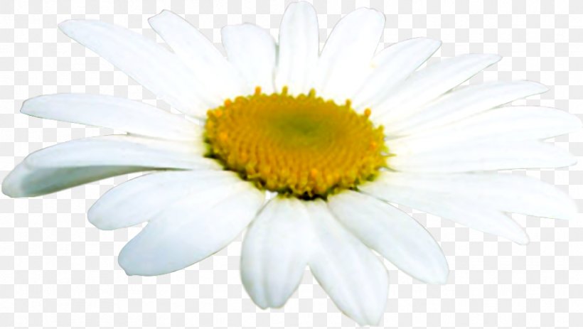 Oxeye Daisy German Chamomile Margarida Clip Art, PNG, 909x514px, Oxeye Daisy, Annual Plant, Aster, Chamaemelum Nobile, Chamomile Download Free