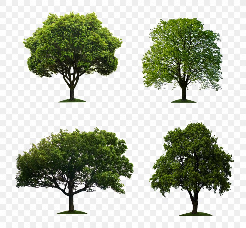Tree Stock Photography Stock.xchng Oak, PNG, 1000x928px, Stock Photography, Branch, Evergreen, Fotosearch, Getty Images Download Free