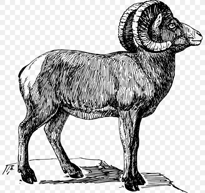 Bighorn Sheep Drawing Clip Art Priangan Sheep Vector Graphics, PNG, 800x771px, Bighorn Sheep, Animal Illustrations, Antelope, Argali, Aries Download Free