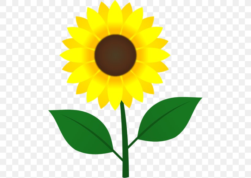 Common Sunflower Image Illustration Sunflower Seed Clip Art, PNG, 505x583px, Common Sunflower, Daisy Family, Flower, Flowering Plant, Himawari Download Free