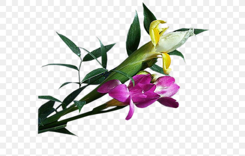 Floral Design Cut Flowers Oyster Plant Stem, PNG, 700x525px, 1213, Floral Design, Cattleya, Cattleya Orchids, Cut Flowers Download Free